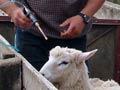 Drenching sheep