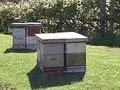 Beehives in an orchard