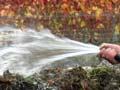 Watering the compost