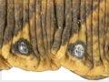 Anuhe (kūmara moth caterpillar)