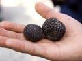 Burgundy truffles 