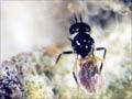 Wasp parasite of woolly apple aphid