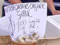 Garlic for sale 