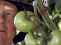 Nelson tomato grower
