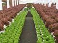 Hydroponically grown lettuces