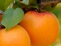 Clutha Star apricots 