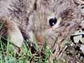 Stoat with rabbit kill