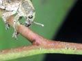 Gum-tree weevil