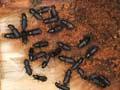 Black pine beetles