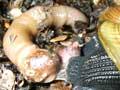 Snail eating an earthworm
