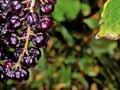 Tutu berries