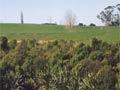 Native plantings in a willow-infested gully