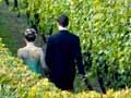 Matakana vineyard wedding