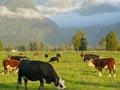 Great dairying country