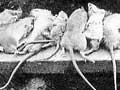 Plague rats