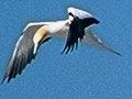 Farewell Spit: gannets