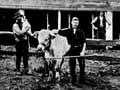 Canterbury dairy farm, around 1899