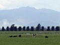 Hauraki Plains, 2010