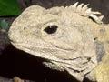 Stephens Island tuatara