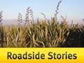 Roadside Stories: Foxton and flax