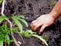 Planting a Raoul Island hebe, 2010