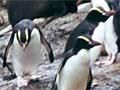 Seals and penguins, Bounty Islands