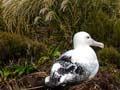 Albatross, Campbell Island