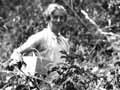 Blackberrying, 1930