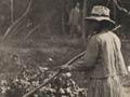 Roasting karaka berries, 1908