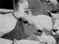Godfrey Bowen breaks the world shearing record, 1953