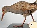 European water rail from museum exchange, 1881