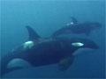 Orcas travelling