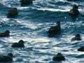 Sooty shearwaters at sea