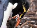 Feeding the chick