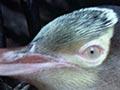 Yellow-eyed penguin nesting