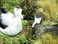 Antipodean wandering albatross pair