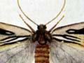 Moth specimens