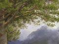 Kauri forest