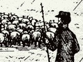 Droving sheep