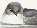 Diving petrels and white-faced storm petrel