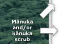 Mānuka/kānuka regeneration