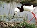 Wading birds