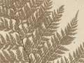 Lace fern