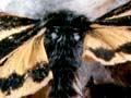 Alpine tiger moths