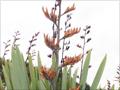 Flax cultivars
