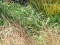 Native grasses for sale