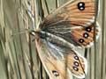 Tussock butterfly 
