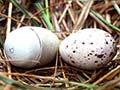Takahē nest and eggs