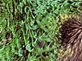 Kākāpō feeding