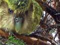 Kākāpō in a tree